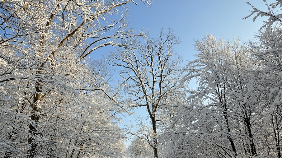 vinter gråsten skov 7